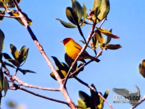 Mangrove Warbler