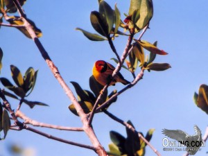 Mangrove Warbler