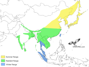 Oriental-Scops-Owl Asia Range Map