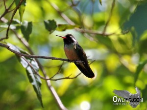 Xantus's Hummingbird