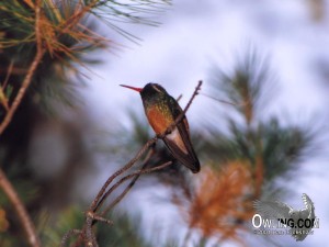 Xantus's Hummingbird