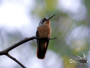 Xantus's Hummingbird