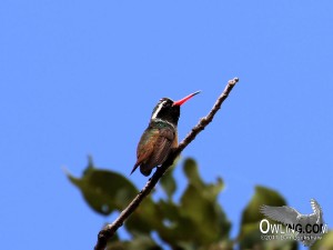 Xantus's Hummingbird