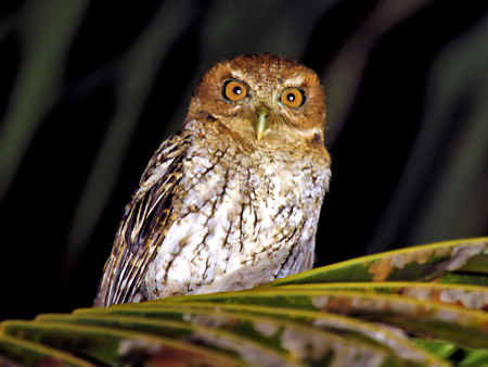 Puerto Rican Screech-Owl