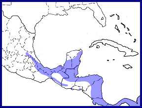 range map black & white owl