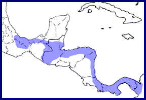 range map central american pygmy