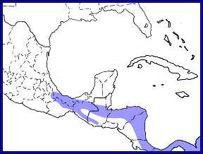 range map crested owl