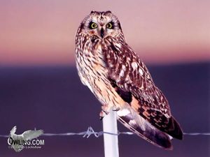 short eared owl