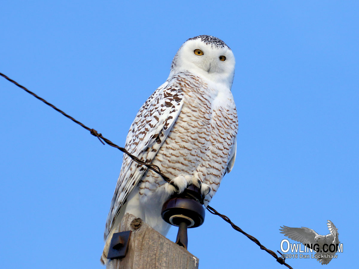 Snowy owl