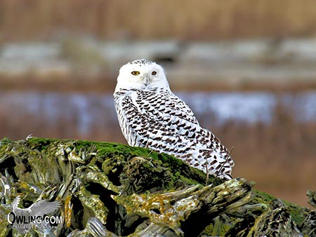 Snowy Owl in Boundary Bay Canada