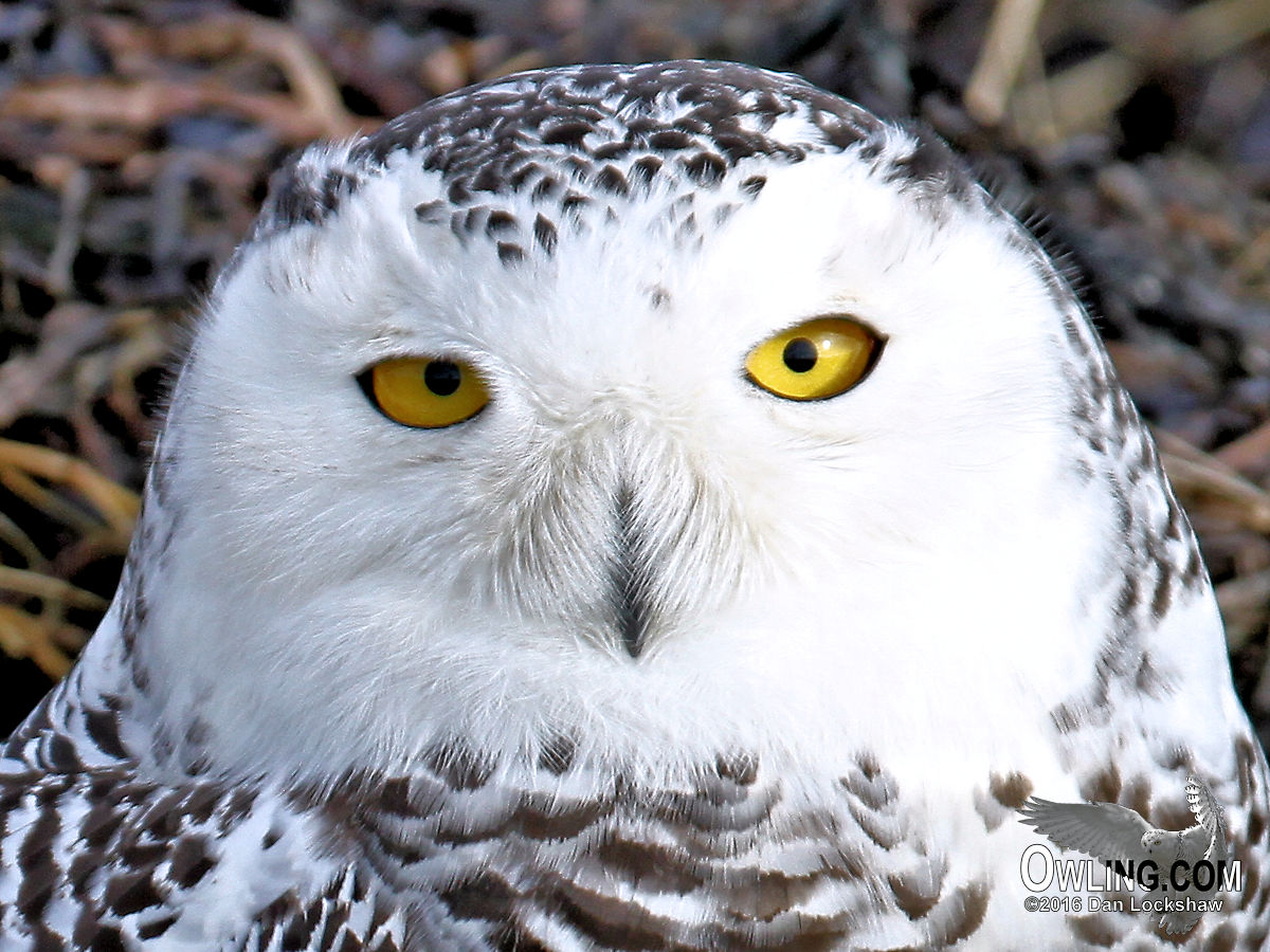 Snowy owl