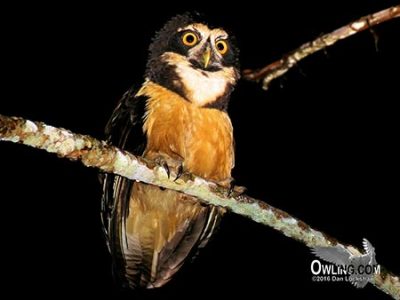 Spectacled Owl Owling Spectacled Owl Owling