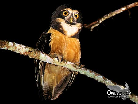 Spectacled Owl