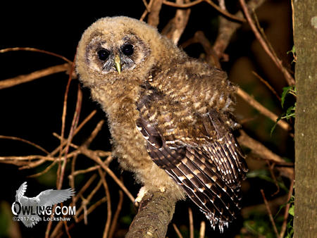 Spotted Owl Juvenile