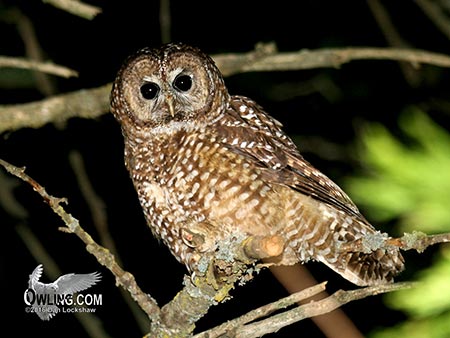 Spotted Owl