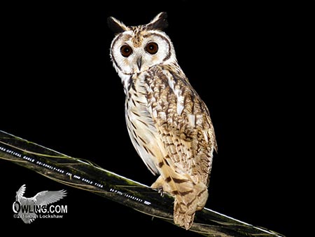 Striped Owl