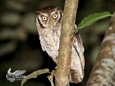 Tropical Screech-Owl