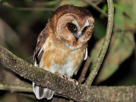 unspotted-saw-whet-owl Barred Owl
