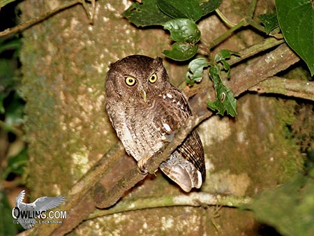 Vermiculated Screech-Owl