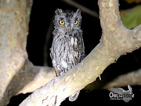 Western Screech owl