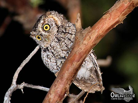 Whiskered Screech-Owl