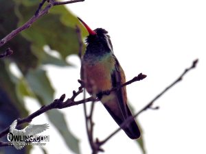 Xantus's Hummingbird in Baja California