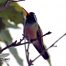 Xantus's Hummingbird in Baja California