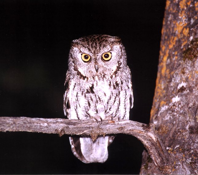 Western Screech-Owl